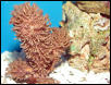 Saltwater - Austin Aquariums