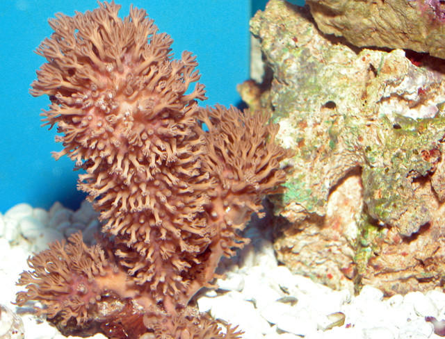Saltwater - Austin Aquariums