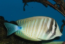Saltwater Photos