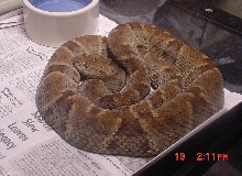 Bothrops atrox
