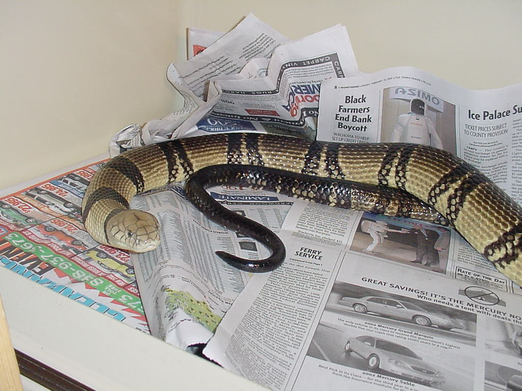 Banded Water Cobra