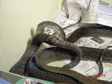 Black mambas copulating