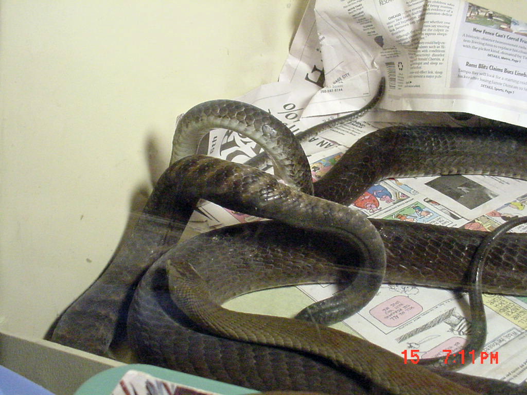 Black mambas copulating