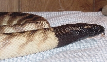 Black-headed Python
