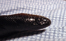 Black-headed Python