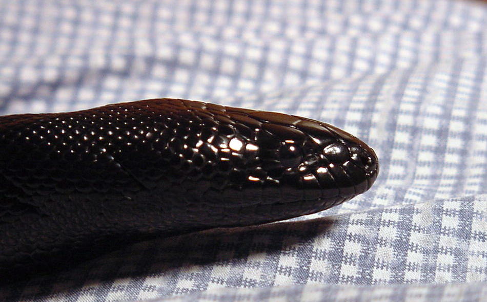 Black-headed Python