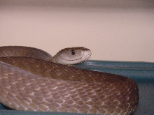 Black Mamba