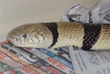 Banded Water Cobra