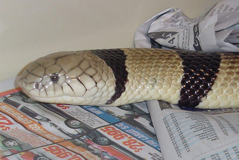Banded Water Cobra