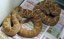 1.1 Paraguayan  Rattlesnakes