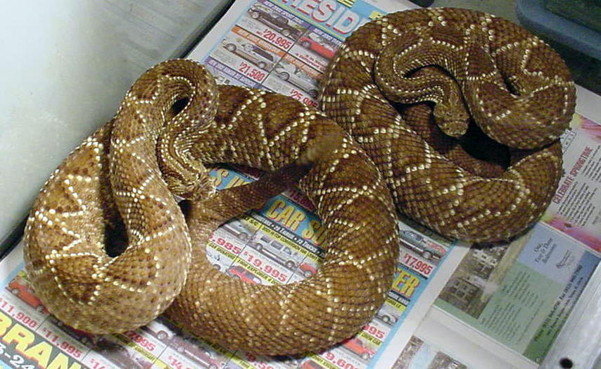 1.1 Paraguayan  Rattlesnakes