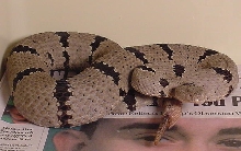 New Mex. Banded Rock Rattlesnake