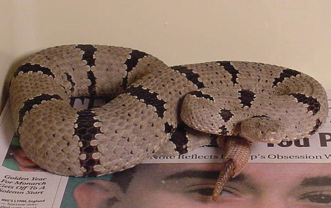 New Mex. Banded Rock Rattlesnake