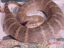 New Guinea Death Adder
