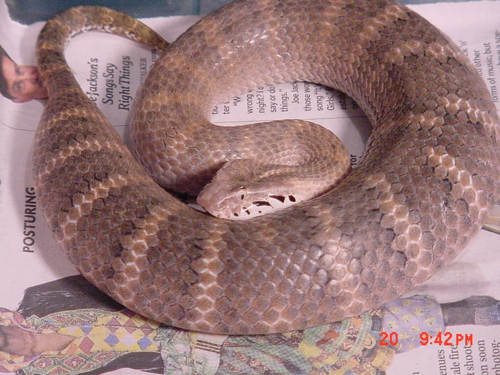 New Guinea Death Adder