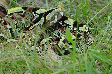 Male East Afr. Rhino Viper
