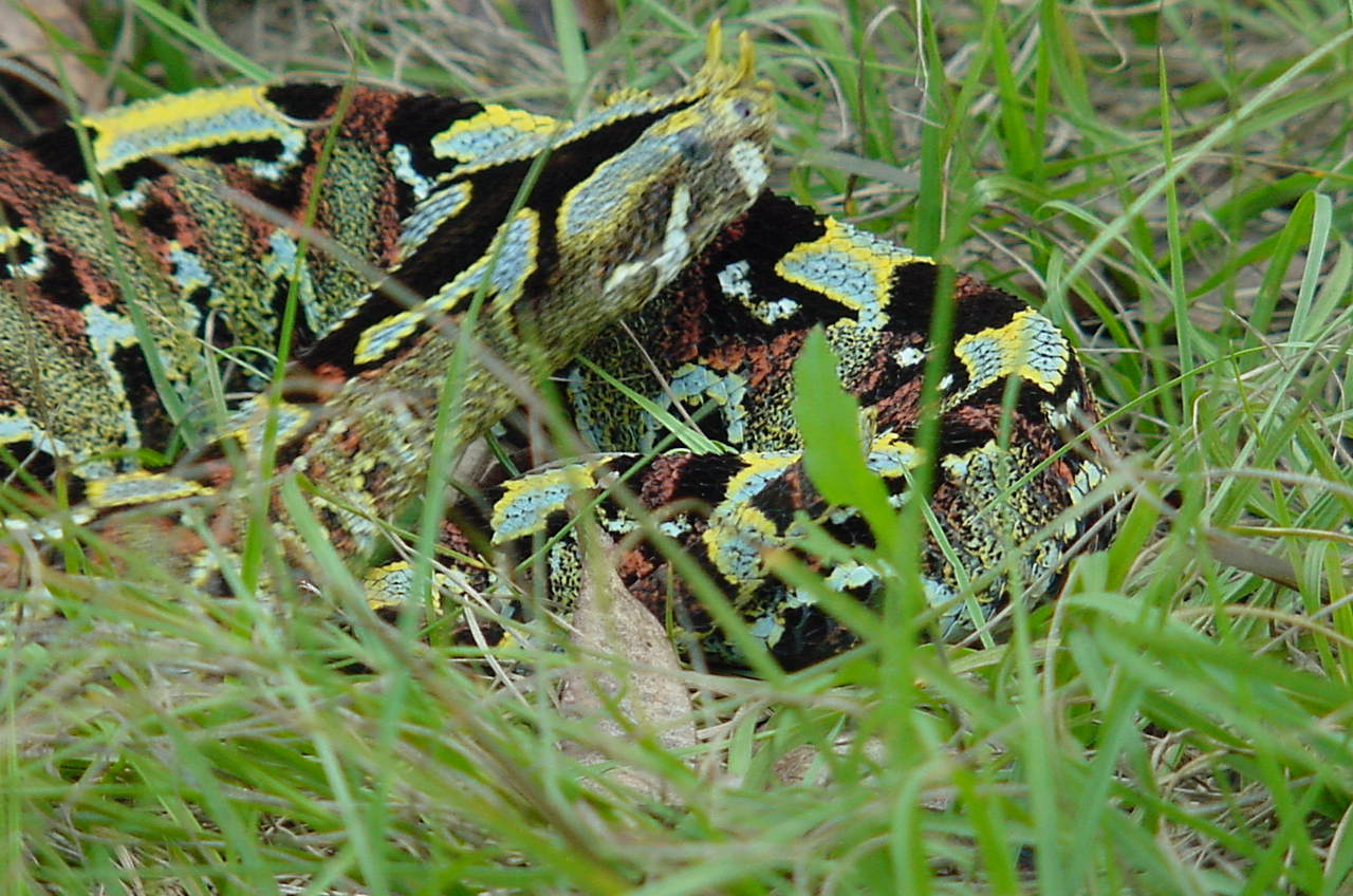 Male East Afr. Rhino Viper