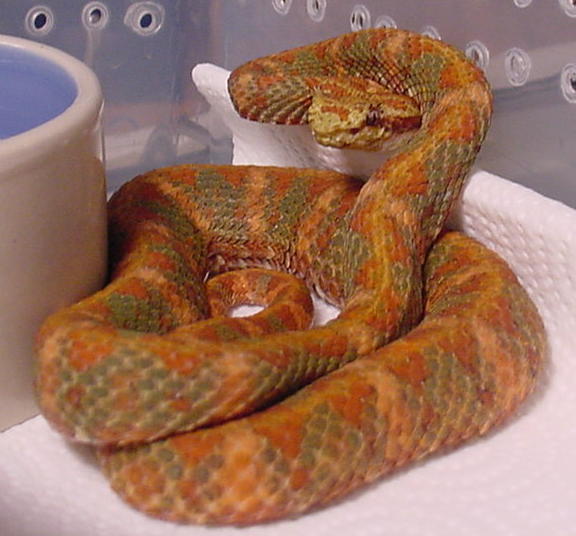 Male Eyelash Viper