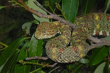 Eyelash Viper