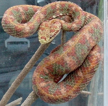 Male Eyelash Viper