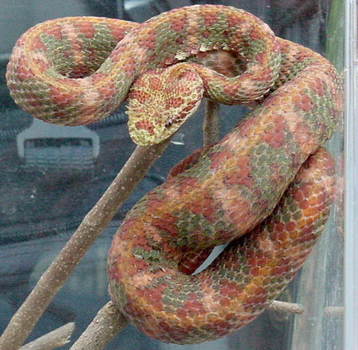 Male Eyelash Viper