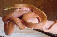 Cat Snake