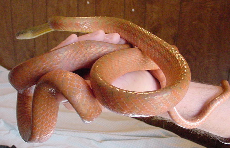 Cat Snake