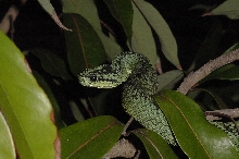 Great Lakes Bush Viper