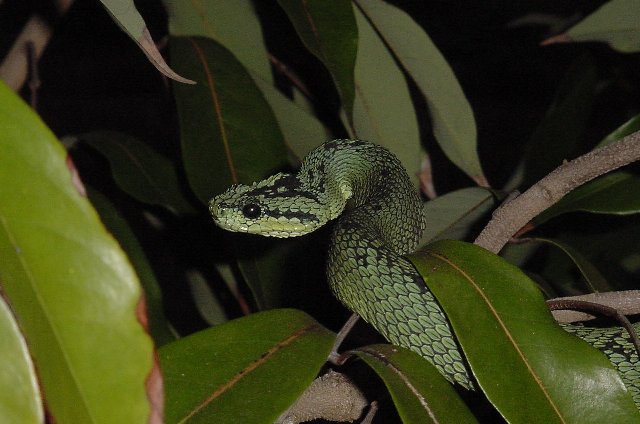 Great Lakes Bush Viper