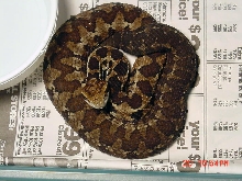Female Godman's Viper