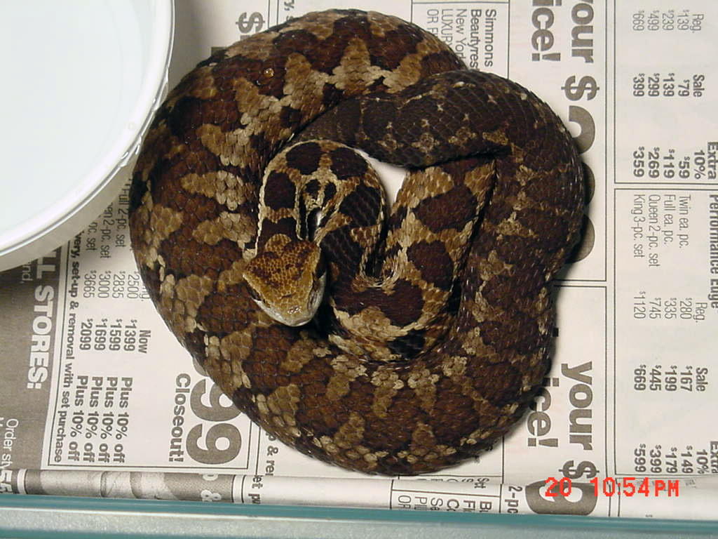 Female Godman's Viper