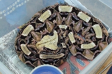 East Afr.Gaboon Viper
