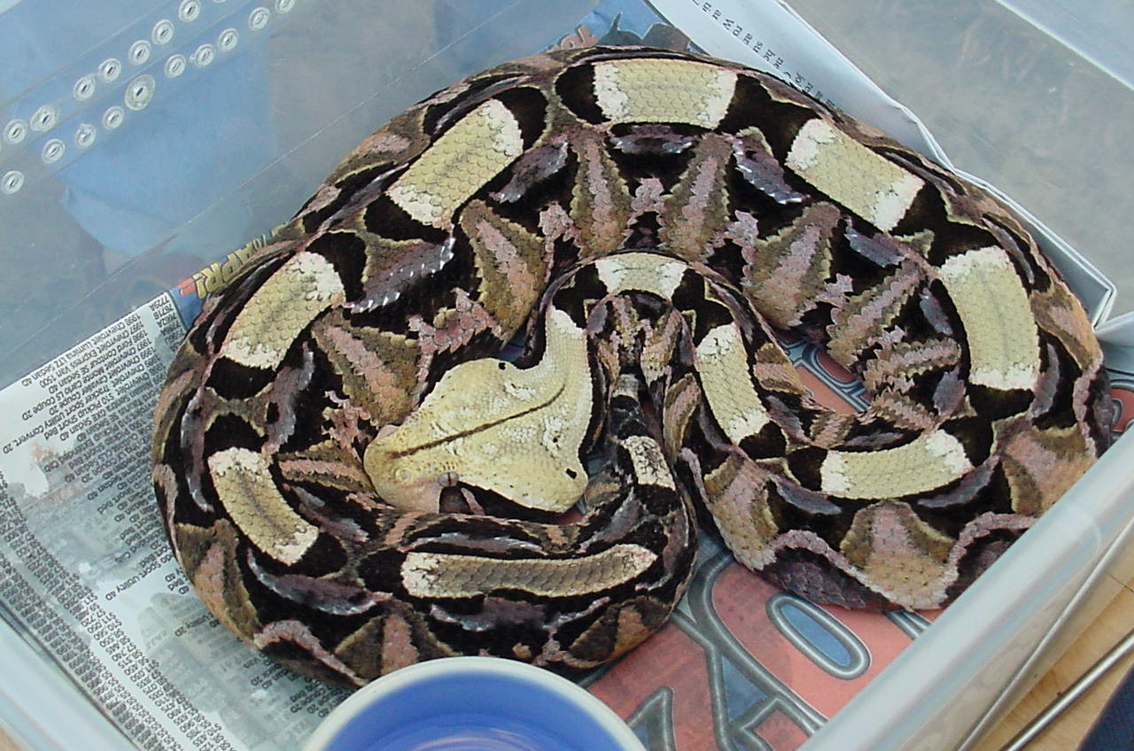 East Afr.Gaboon Viper