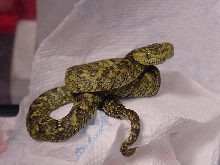 Usambara Bush Viper