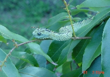 Atheris hispidus