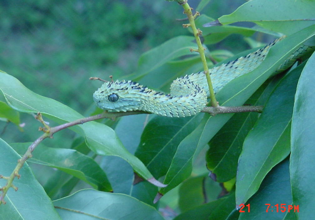 Atheris hispidus