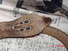 Female Indian Cobra
