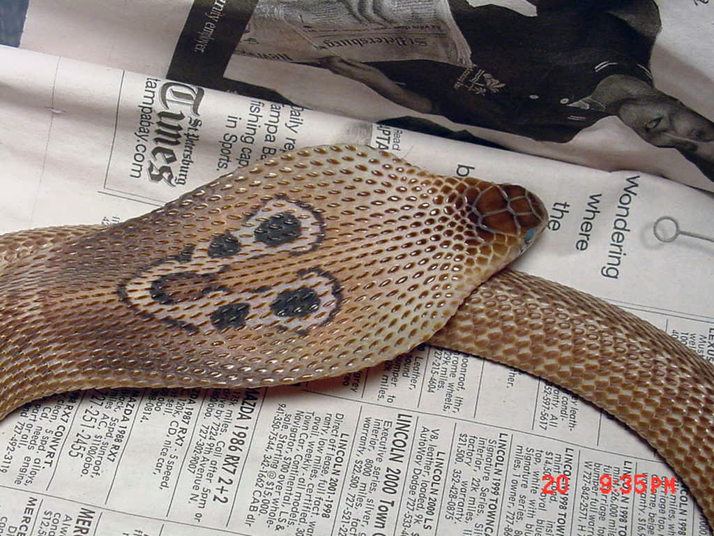 Female Indian Cobra