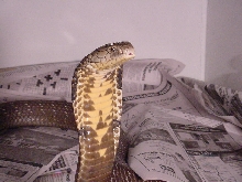 King Cobra