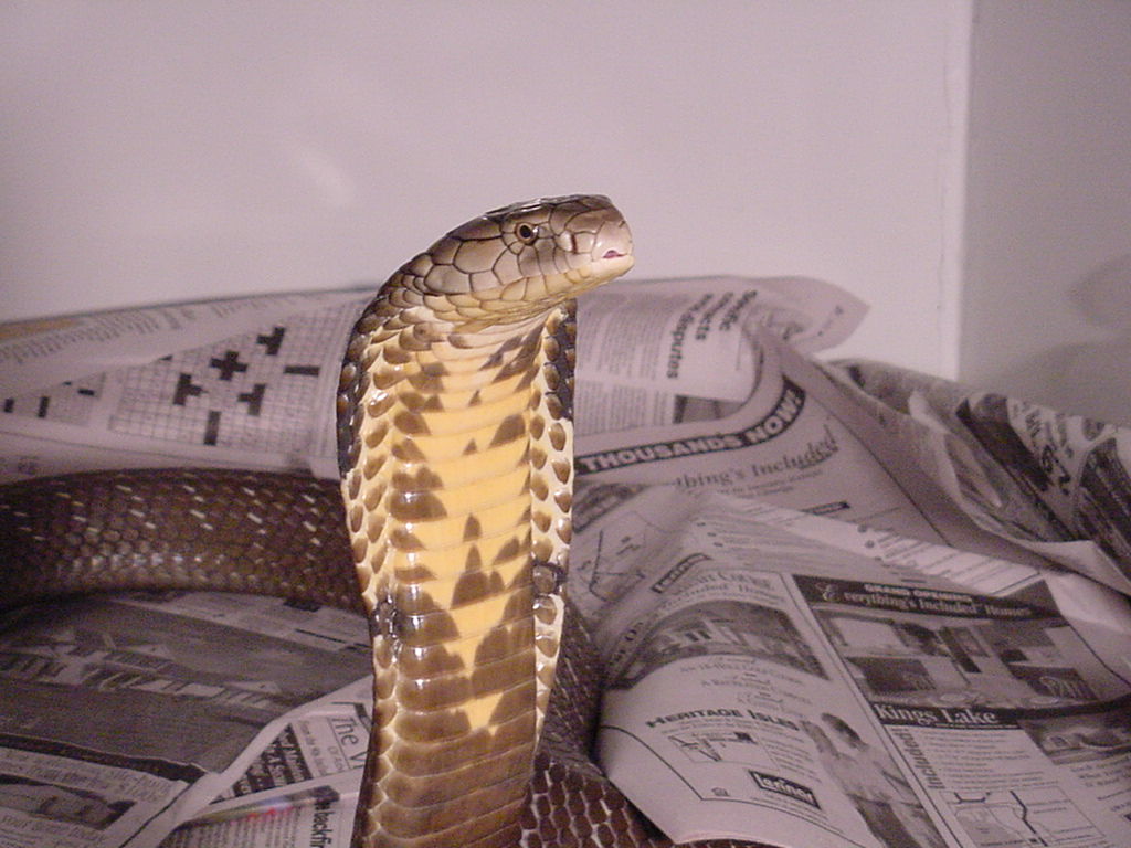 King Cobra