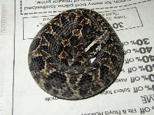 Malayan Pit-viper