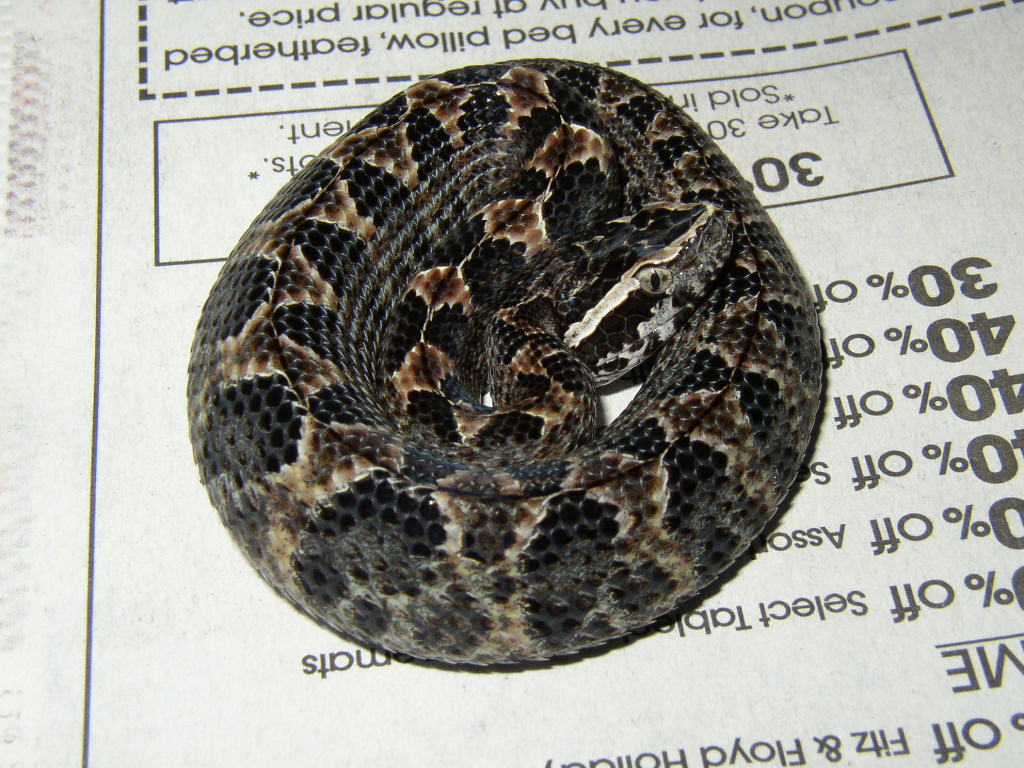 Malayan Pit-viper