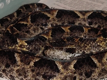 Malayan Pit Viper
