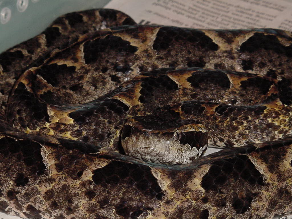 Malayan Pit Viper