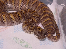 New Guinea Death Adder