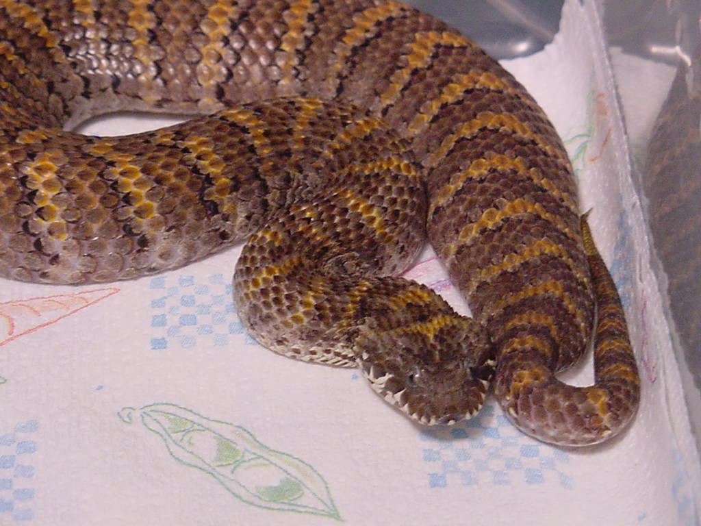 New Guinea Death Adder