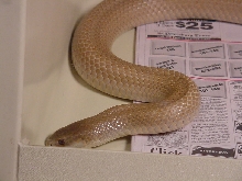 New Guinea King Brown