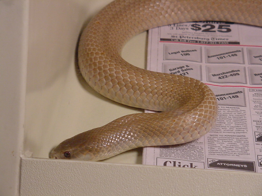 New Guinea King Brown