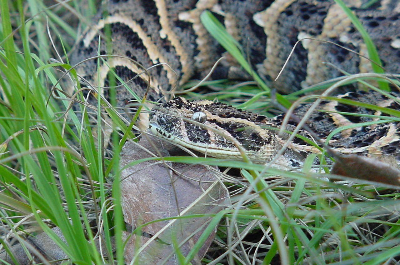 East Afr. Puff Adder
