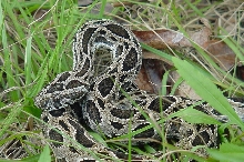 Indonesian Russell's Viper